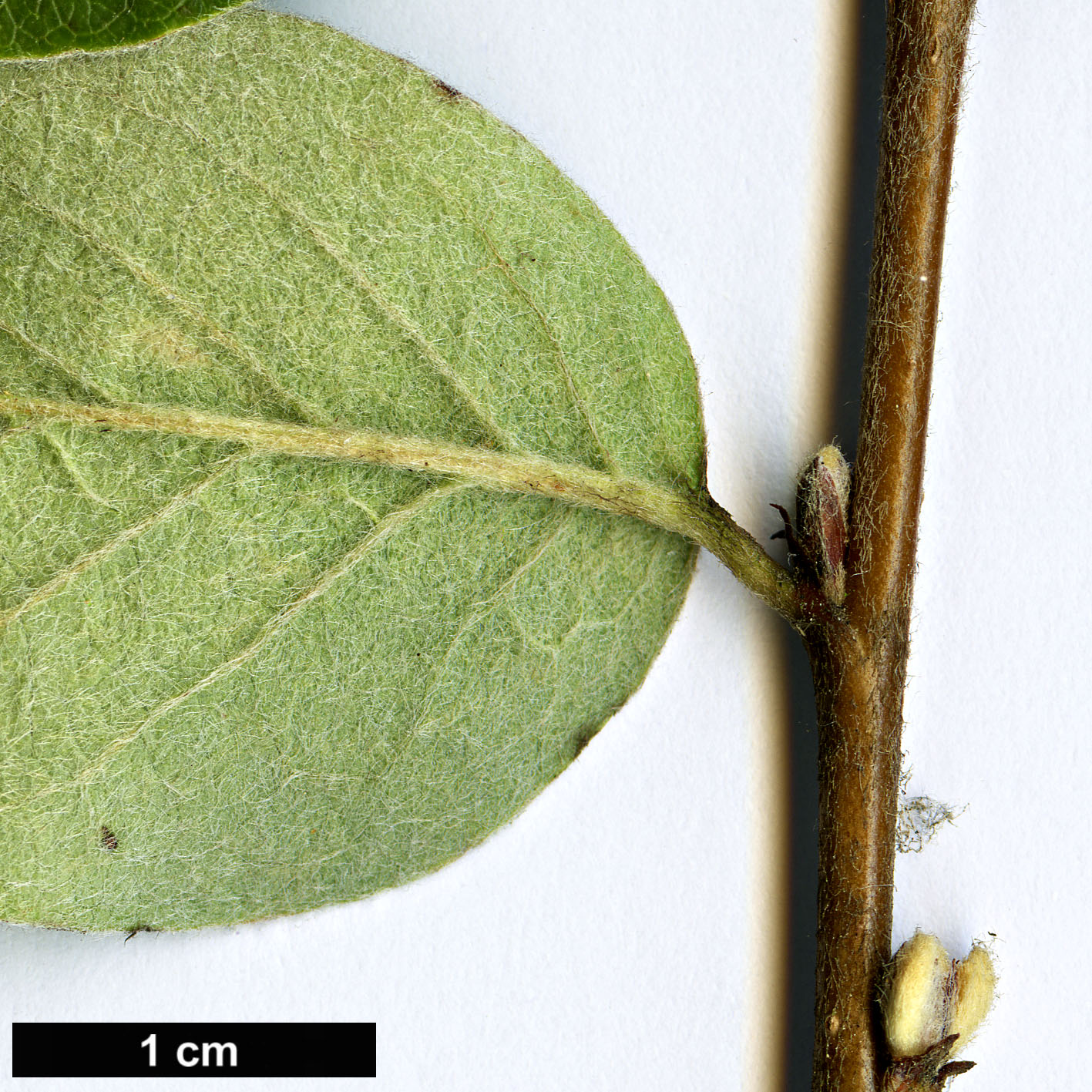 High resolution image: Family: Rosaceae - Genus: Cotoneaster - Taxon: matrensis